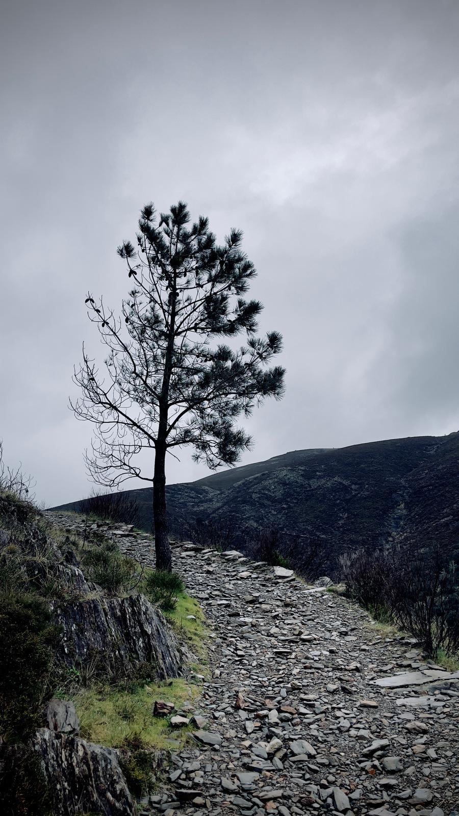 Caminho de pedra em paisagem montanhosa com árvore isolada, usado na secção Transformação Ficcional do projeto SÉP7IMO